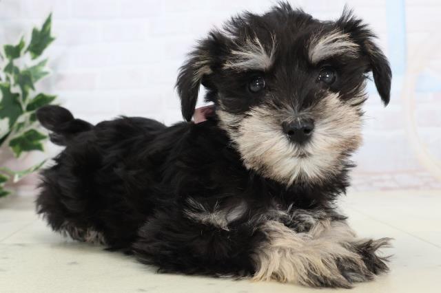 愛知県のミニチュアシュナウザー (Coo&RIKU半田店/2025年11月16日生まれ/女の子/ブラックシルバー)の子犬の2枚目の画像