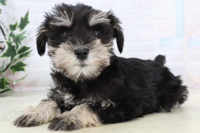 愛知県のミニチュアシュナウザー (Coo&RIKU半田店/2025年11月16日生まれ/女の子/ブラックシルバー)の子犬の3枚目の画像