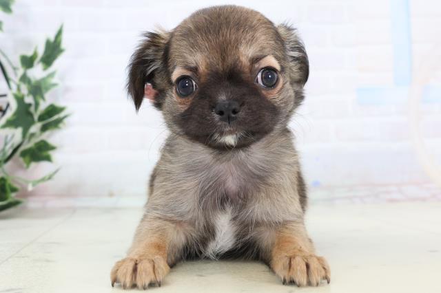 静岡県のチワワ(ロング) (Coo&RIKU掛川店/2025年11月16日生まれ/女の子/フォーン)の子犬の1枚目の画像