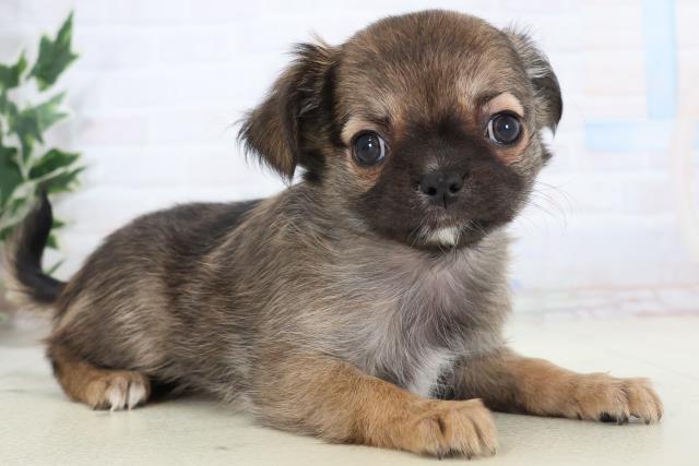 静岡県のチワワ(ロング) (Coo&RIKU掛川店/2025年11月16日生まれ/女の子/フォーン)の子犬の2枚目の画像