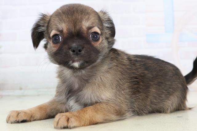 静岡県のチワワ(ロング) (Coo&RIKU掛川店/2025年11月16日生まれ/女の子/フォーン)の子犬の3枚目の画像