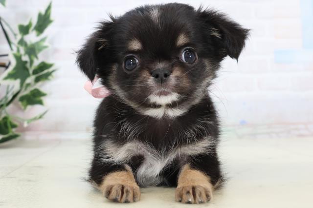 愛媛県のチワワ(ロング) (Coo&RIKU大洲店/2025年11月16日生まれ/女の子/ブラックタンホワイト)の子犬の1枚目の画像