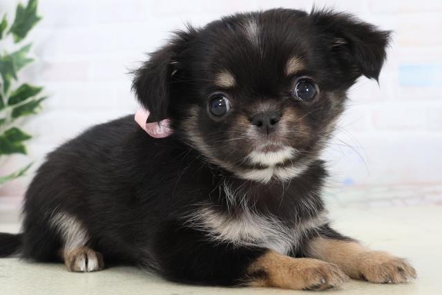 愛媛県のチワワ(ロング) (Coo&RIKU大洲店/2025年11月16日生まれ/女の子/ブラックタンホワイト)の子犬の2枚目の画像