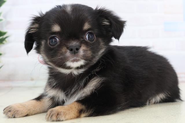 愛媛県のチワワ(ロング) (Coo&RIKU大洲店/2025年11月16日生まれ/女の子/ブラックタンホワイト)の子犬の3枚目の画像