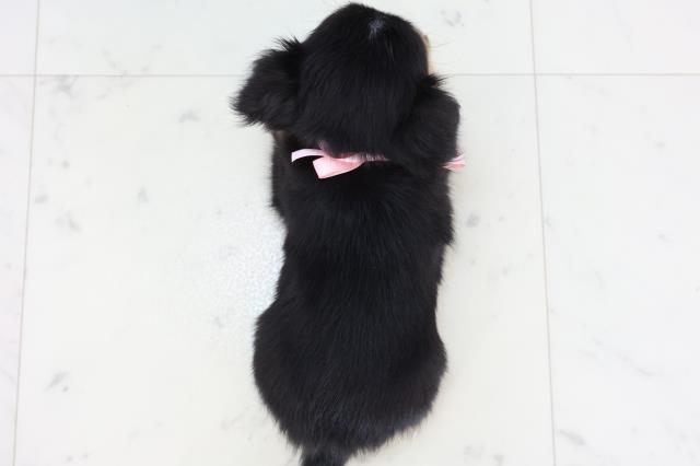 愛媛県のチワワ(ロング) (Coo&RIKU大洲店/2025年11月16日生まれ/女の子/ブラックタンホワイト)の子犬の4枚目の画像