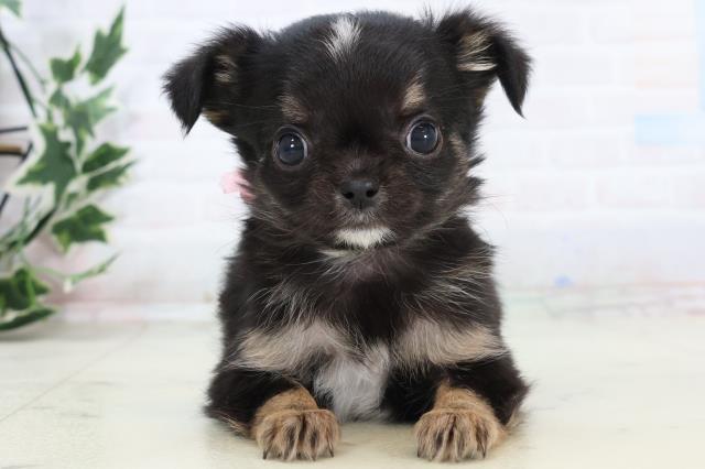 島根県のチワワ(ロング) (Coo&RIKU出雲店/2025年11月16日生まれ/女の子/ブラックタンホワイト)の子犬の1枚目の画像