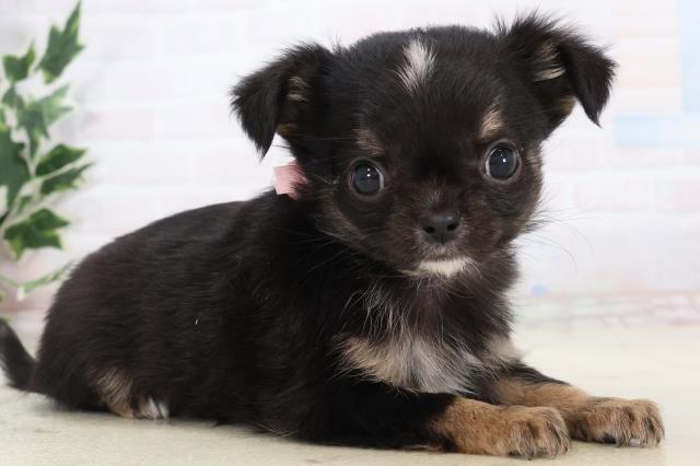 島根県のチワワ(ロング) (Coo&RIKU出雲店/2025年11月16日生まれ/女の子/ブラックタンホワイト)の子犬の2枚目の画像