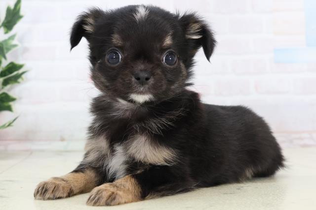 島根県のチワワ(ロング) (Coo&RIKU出雲店/2025年11月16日生まれ/女の子/ブラックタンホワイト)の子犬の3枚目の画像