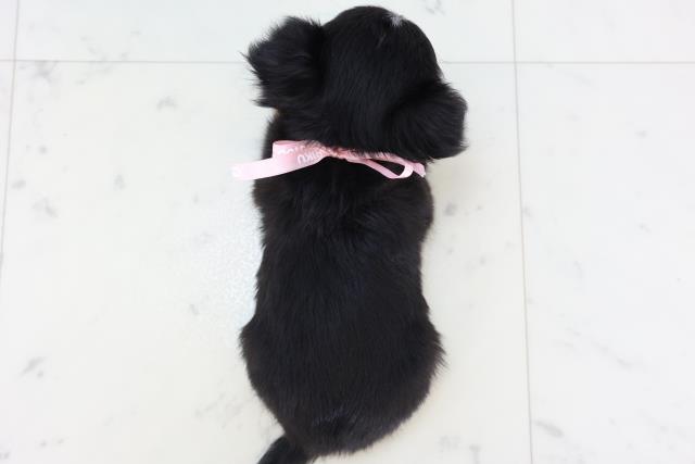 島根県のチワワ(ロング) (Coo&RIKU出雲店/2025年11月16日生まれ/女の子/ブラックタンホワイト)の子犬の4枚目の画像