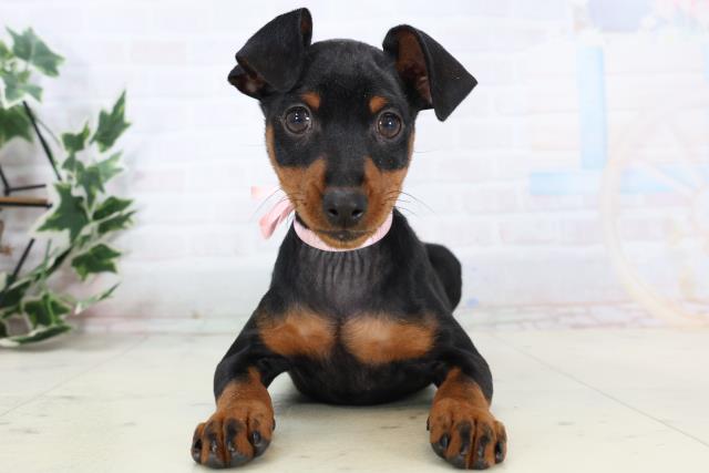 静岡県のミニチュアピンシャー (Coo&RIKU浜松店/2025年11月3日生まれ/女の子/ブラックタン)の子犬の1枚目の画像