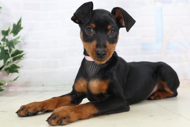 静岡県のミニチュアピンシャー (Coo&RIKU浜松店/2025年11月3日生まれ/女の子/ブラックタン)の子犬の3枚目の画像