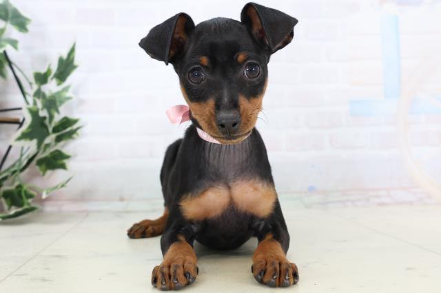 山口県のミニチュアピンシャー (Coo&RIKUシーモール下関店/2025年11月3日生まれ/女の子/ブラックタン)の子犬の1枚目の画像