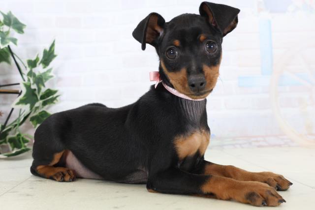 山口県のミニチュアピンシャー (Coo&RIKUシーモール下関店/2025年11月3日生まれ/女の子/ブラックタン)の子犬の2枚目の画像