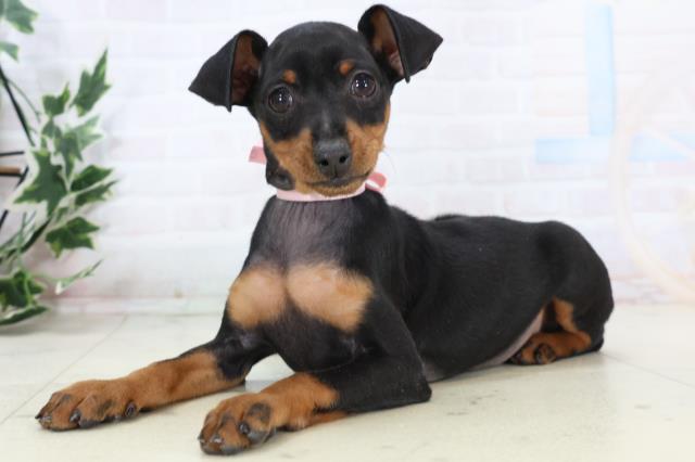 山口県のミニチュアピンシャー (Coo&RIKUシーモール下関店/2025年11月3日生まれ/女の子/ブラックタン)の子犬の3枚目の画像