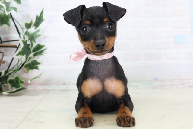 愛媛県のミニチュアピンシャー (Coo&RIKU大洲店/2025年11月3日生まれ/女の子/ブラックタン)の子犬の1枚目の画像