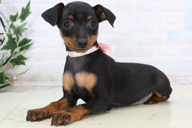 愛媛県のミニチュアピンシャー (Coo&RIKU大洲店/2025年11月3日生まれ/女の子/ブラックタン)の子犬の3枚目の画像