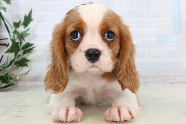 広島県のキャバリアキングチャールズスパニエル (Coo&RIKUゆめタウン大竹店/2025年11月7日生まれ/男の子/ブレンハイム)の子犬の1枚目の画像