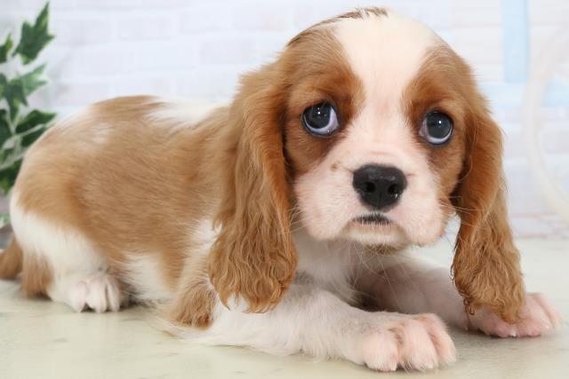 広島県のキャバリアキングチャールズスパニエル (Coo&RIKUゆめタウン大竹店/2025年11月7日生まれ/男の子/ブレンハイム)の子犬の2枚目の画像