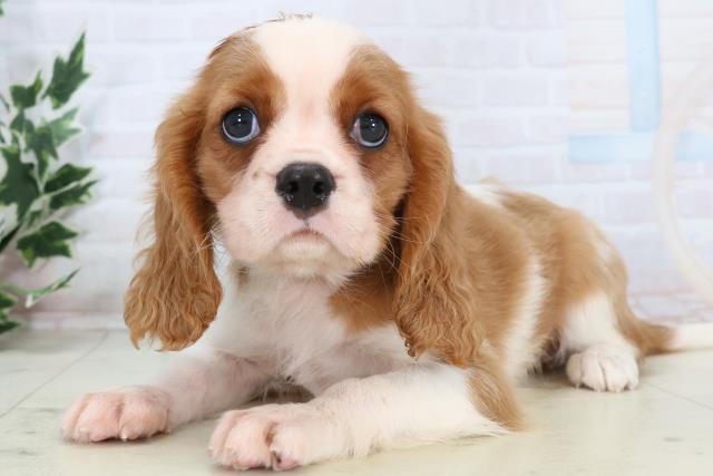 広島県のキャバリアキングチャールズスパニエル (Coo&RIKUゆめタウン大竹店/2025年11月7日生まれ/男の子/ブレンハイム)の子犬の3枚目の画像