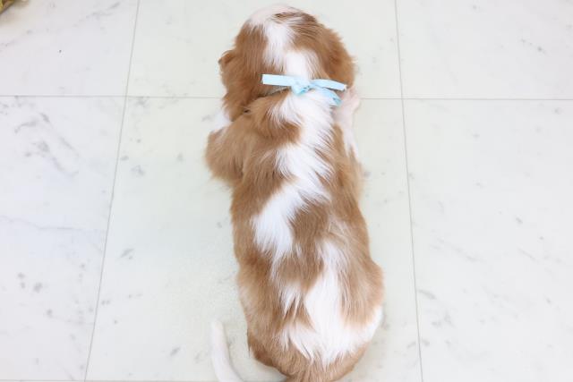 広島県のキャバリアキングチャールズスパニエル (Coo&RIKUゆめタウン大竹店/2025年11月7日生まれ/男の子/ブレンハイム)の子犬の4枚目の画像
