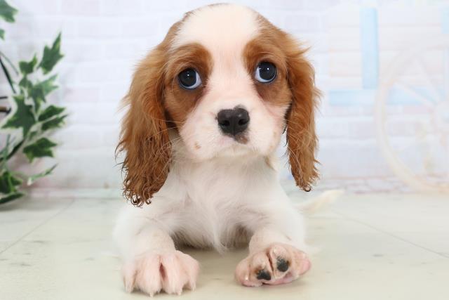 徳島県のキャバリアキングチャールズスパニエル (Coo&RIKU徳島店/2025年11月7日生まれ/女の子/ブレンハイム)の子犬の1枚目の画像