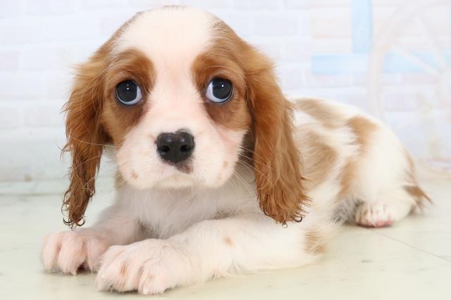 徳島県のキャバリアキングチャールズスパニエル (Coo&RIKU徳島店/2025年11月7日生まれ/女の子/ブレンハイム)の子犬の3枚目の画像