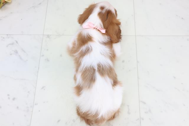 徳島県のキャバリアキングチャールズスパニエル (Coo&RIKU徳島店/2025年11月7日生まれ/女の子/ブレンハイム)の子犬の4枚目の画像