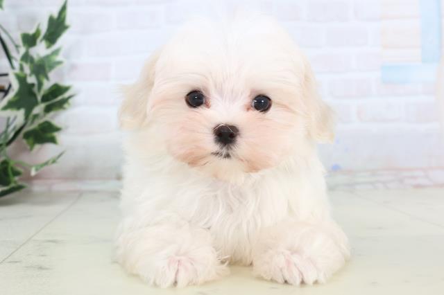 福岡県のマルチーズ (Coo&RIKUゆめタウン飯塚店/2025年11月13日生まれ/男の子/ホワイト)の子犬の1枚目の画像