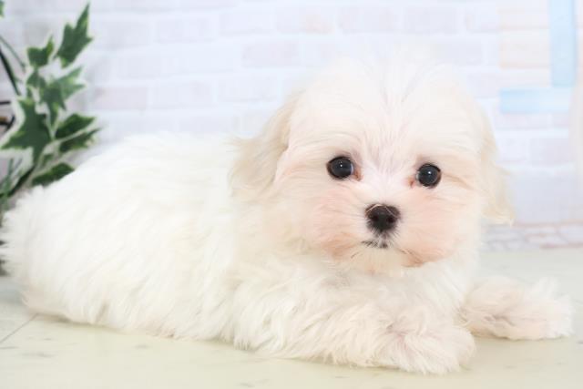 福岡県のマルチーズ (Coo&RIKUゆめタウン飯塚店/2025年11月13日生まれ/男の子/ホワイト)の子犬の2枚目の画像