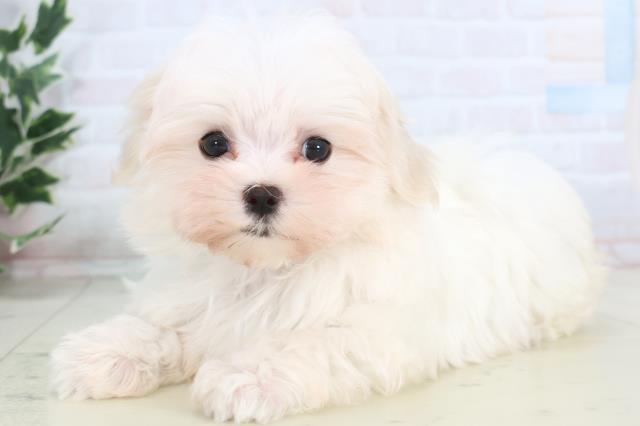 福岡県のマルチーズ (Coo&RIKUゆめタウン飯塚店/2025年11月13日生まれ/男の子/ホワイト)の子犬の3枚目の画像