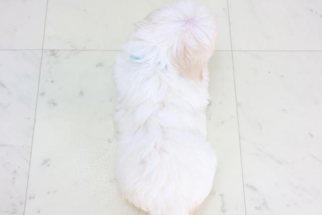 福岡県のマルチーズ (Coo&RIKUゆめタウン飯塚店/2025年11月13日生まれ/男の子/ホワイト)の子犬の4枚目の画像