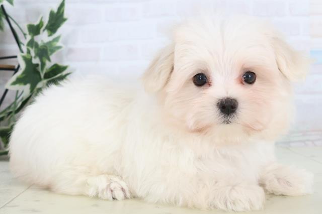 広島県のマルチーズ (Coo&RIKUゆめタウン大竹店/2025年11月13日生まれ/女の子/ホワイト)の子犬の2枚目の画像