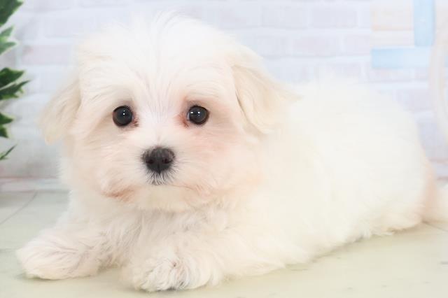 広島県のマルチーズ (Coo&RIKUゆめタウン大竹店/2025年11月13日生まれ/女の子/ホワイト)の子犬の3枚目の画像