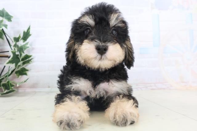 静岡県のシュナプー(シュナウザー×プードル) (Coo&RIKU掛川店/2025年11月13日生まれ/男の子/ブラックタン)の子犬の1枚目の画像