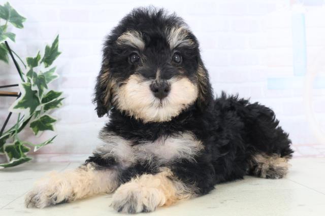 静岡県のシュナプー(シュナウザー×プードル) (Coo&RIKU掛川店/2025年11月13日生まれ/男の子/ブラックタン)の子犬の3枚目の画像