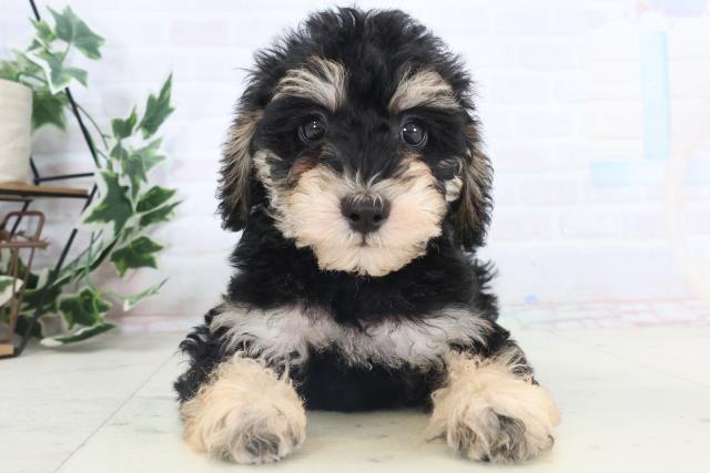 愛媛県のシュナプー(シュナウザー×プードル) (Coo&RIKU大洲店/2025年11月13日生まれ/男の子/ブラックタン)の子犬の1枚目の画像