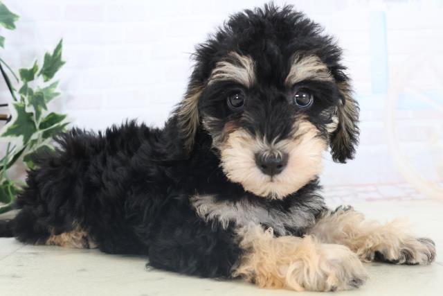 愛媛県のシュナプー(シュナウザー×プードル) (Coo&RIKU大洲店/2025年11月13日生まれ/男の子/ブラックタン)の子犬の2枚目の画像