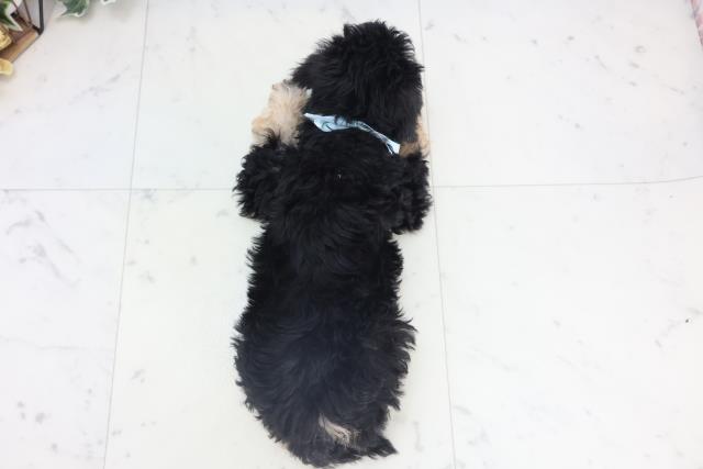 愛媛県のシュナプー(シュナウザー×プードル) (Coo&RIKU大洲店/2025年11月13日生まれ/男の子/ブラックタン)の子犬の4枚目の画像