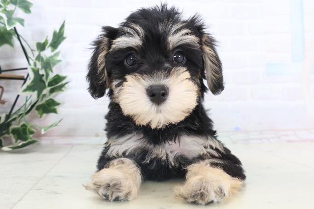 静岡県のシュナプー(シュナウザー×プードル) (Coo&RIKU静岡SBS通り店/2025年11月13日生まれ/女の子/ブラックタン)の子犬の1枚目の画像