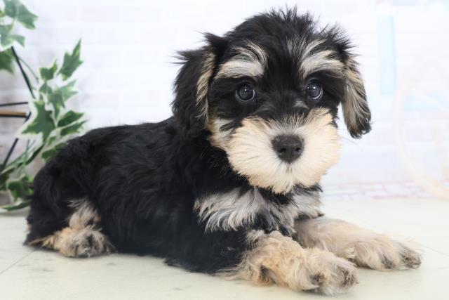 静岡県のシュナプー(シュナウザー×プードル) (Coo&RIKU静岡SBS通り店/2025年11月13日生まれ/女の子/ブラックタン)の子犬の2枚目の画像