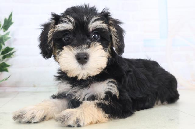 静岡県のシュナプー(シュナウザー×プードル) (Coo&RIKU静岡SBS通り店/2025年11月13日生まれ/女の子/ブラックタン)の子犬の3枚目の画像