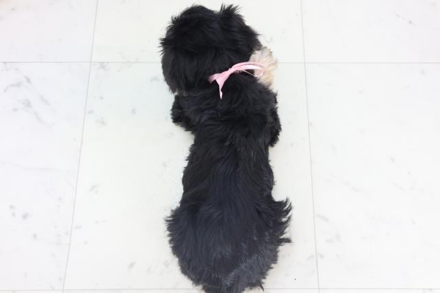 静岡県のシュナプー(シュナウザー×プードル) (Coo&RIKU静岡SBS通り店/2025年11月13日生まれ/女の子/ブラックタン)の子犬の4枚目の画像