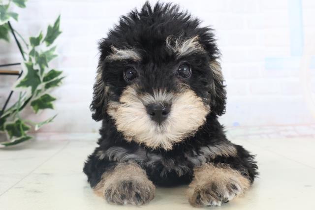 愛媛県のシュナプー(シュナウザー×プードル) (Coo&RIKU愛媛松山店/2025年11月13日生まれ/女の子/ブラックタン)の子犬の1枚目の画像