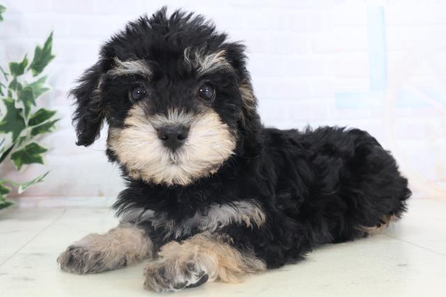 愛媛県のシュナプー(シュナウザー×プードル) (Coo&RIKU愛媛松山店/2025年11月13日生まれ/女の子/ブラックタン)の子犬の3枚目の画像