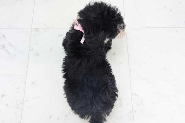 愛媛県のシュナプー(シュナウザー×プードル) (Coo&RIKU愛媛松山店/2025年11月13日生まれ/女の子/ブラックタン)の子犬の4枚目の画像