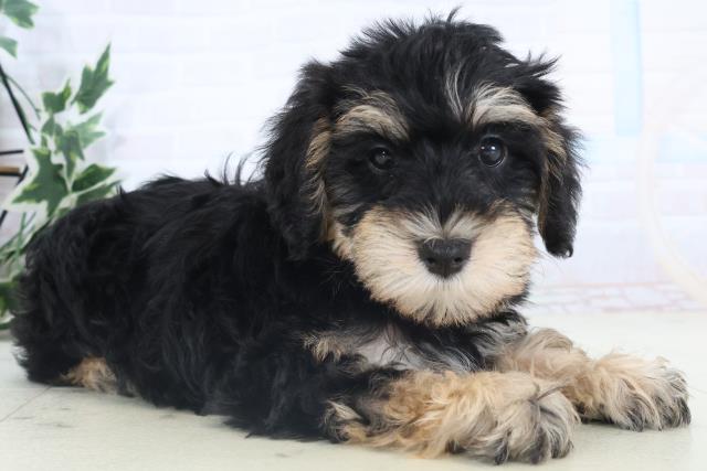 徳島県のシュナプー(シュナウザー×プードル) (Coo&RIKU徳島店/2025年11月13日生まれ/女の子/ブラックタン)の子犬の2枚目の画像