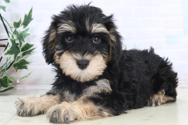 徳島県のシュナプー(シュナウザー×プードル) (Coo&RIKU徳島店/2025年11月13日生まれ/女の子/ブラックタン)の子犬の3枚目の画像