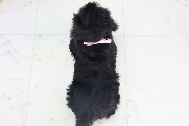 徳島県のシュナプー(シュナウザー×プードル) (Coo&RIKU徳島店/2025年11月13日生まれ/女の子/ブラックタン)の子犬の4枚目の画像