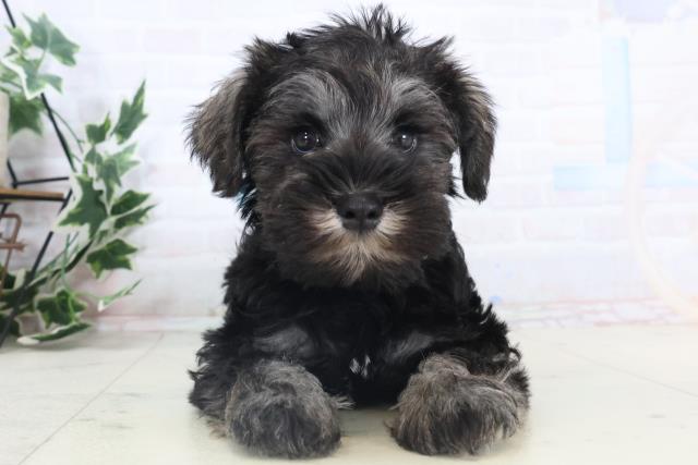 広島県のミニチュアシュナウザー (Coo&RIKU広島中央店/2025年11月14日生まれ/男の子/ソルトペッパー)の子犬の1枚目の画像