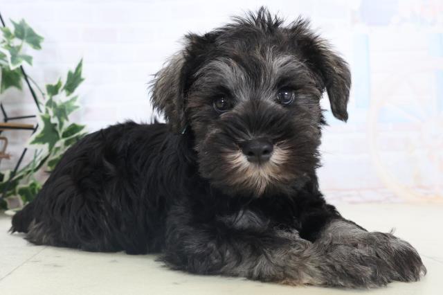 広島県のミニチュアシュナウザー (Coo&RIKU広島中央店/2025年11月14日生まれ/男の子/ソルトペッパー)の子犬の2枚目の画像